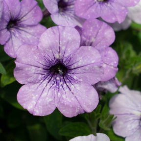 Petunie 'Lavender Sky' (x3) - Petunia lavender sky - Petunien und Zauberglöckchen