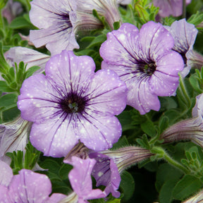 Petunie 'Lavender Sky' (x3) - Petunia lavender sky
