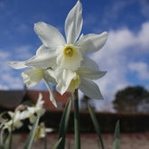 Narzisse 'Thalia' (x5) - Narcissus 'thalia' - Narzissen