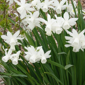 Narzisse 'Thalia' (x5) - Narcissus 'thalia'
