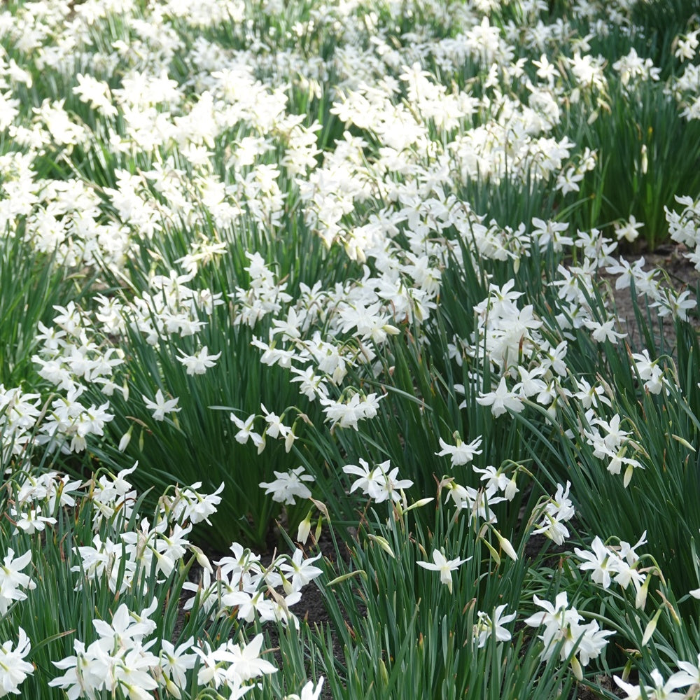 Narzisse 'Thalia' (x5) - Narcissus 'thalia'