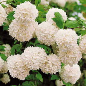Gewöhnlicher Schneeball 'Roseum' - Viburnum opulus Roseum - Willemse